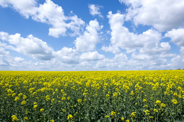 White clouds in the blue sky, blooming  canola flowers.Beautiful landscape of field