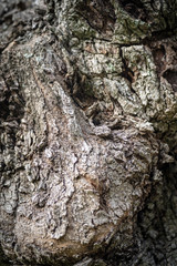 Bark of olive tree
