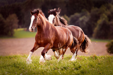 Shirehorse Galopp im Sonnenuntergang