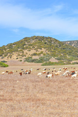 Beautiful countryside landscape with herd of goats grazing on dry field close to small hills taken on a sunny day. Photo from remote Karpas Peninsula located in Turkish part of Cyprus.