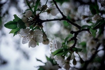 branch of a tree in spring