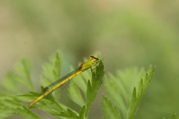 Dragonfly closeup