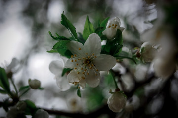 spring, flower, tree, blossom, nature, white, cherry, branch, flowers, bloom, blooming, green, season, apple, plant, garden, leaf, plum, beauty, floral, petal, bud, blossoming, macro, fruit