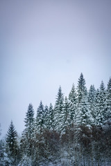 Winter snow trees