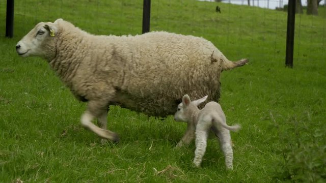 Beautiful shot of ewe with one lamb both looking at camera. The lamb goes to suckle from mother but both then walk up verdant hill.