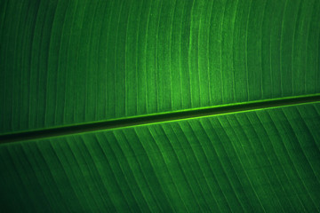 Closeup background of sunlight coming through green leaf. Rich texture, good for phone or desktop...