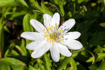 Anemone nemorosa 'Monstrosa' a white spring flowering plant commonly known as wood anemone or windflow