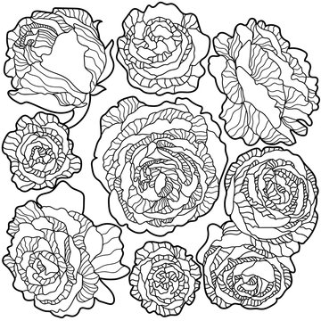 drawing graphics black and white laced texture background flowers paradise Eden roses and peonies 