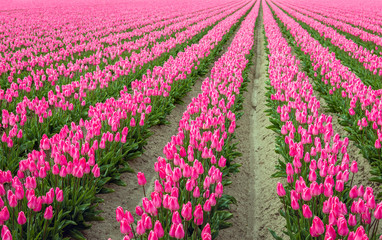 Pink colored tulip flowers in long converging rows