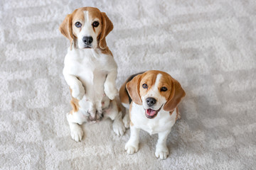 Naklejka na ściany i meble Cute funny dogs on carpet at home