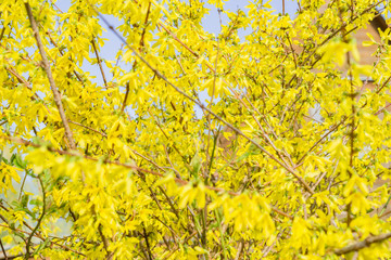 yellow blooming Forsythia bush background, selective focus