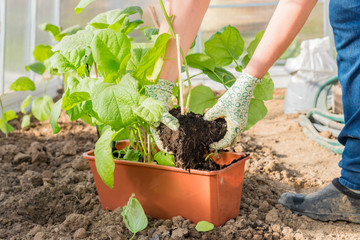 Fresh organic eggplant aubergine.The cultivation of Eggplant in the greenhouse.