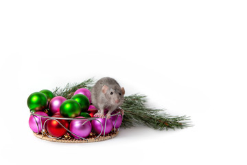 Charming rat Dumbo sits next to Christmas decorations and a pine branch. New Year card. Symbol of the New Year. Cute pet.