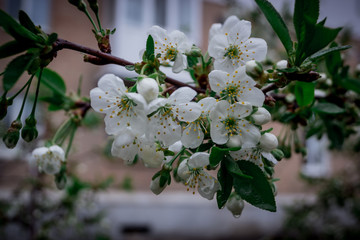 spring, flower, tree, blossom, nature, white, cherry, flowers, garden, branch, blooming, plant, apple, bloom, pink, green, petal, blossoming, leaf, season, beauty, macro, flora, fruit, bud