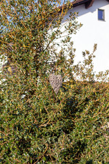 Geflochtenes Herz an einem Ast einer Stechpalme