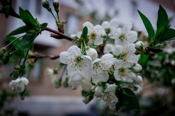 spring, flower, tree, blossom, nature, white, cherry, flowers, garden, branch, blooming, plant, apple, bloom, pink, green, petal, blossoming, leaf, season, beauty, macro, flora, fruit, bud