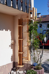 Katzenleiter hinter einem Rosenstrauch 