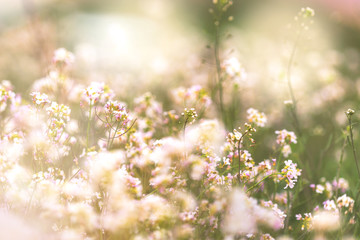 flowers in spring
