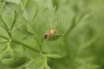 insect on green leaf close up