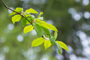 spring branch of a tree in the forest in bright green tone