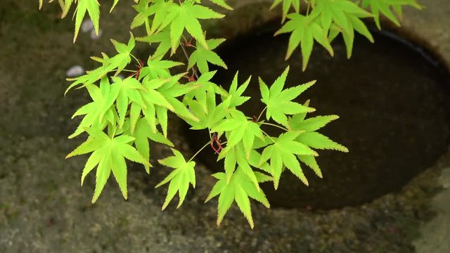 楓の新緑 / Green Japanese maple leaves waving in wind, kaede, 4K