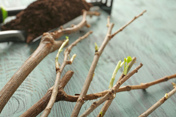 Seedlings on wooden table, closeup