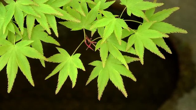 楓の新緑 / Green Japanese maple leaves waving in wind, kaede, 4K