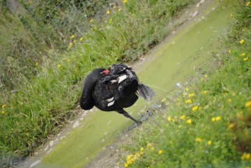 Cygne noir