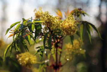 Branch of flowering elderberry in the sun after the rain.