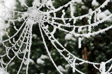 Spinnenweben im Winter mit Raureif überzogen