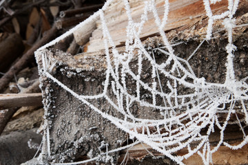 Spinnenweben im Winter mit Raureif überzogen