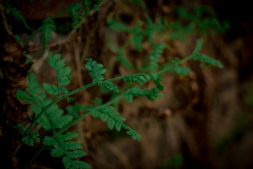green, nature, plant, tree, forest, leaf, fern, light, garden, abstract, texture, grass, wood, moss, water, black, fresh, leaves, new, life, rock, night, stone, spring, pine