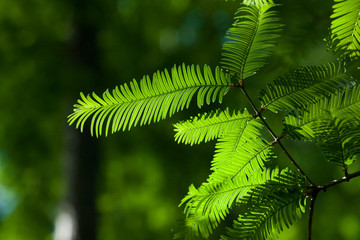   Metasequoia