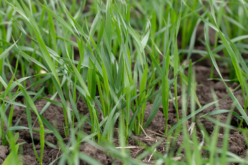 Young wheat seedlings growing in a field. Close up