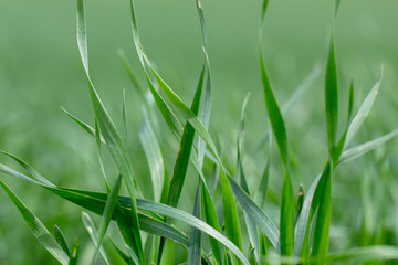 Young wheat seedlings growing in a field. Close up