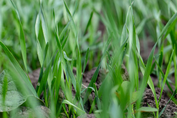 Young wheat seedlings growing in a field. Close up