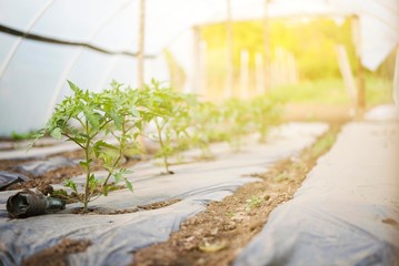 tomato plant seedlings in greenhouse