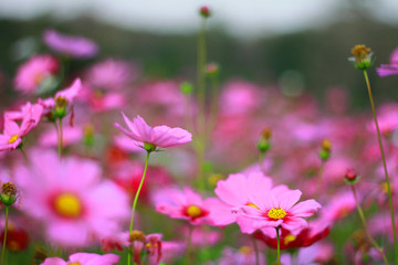 Obraz na płótnie Canvas Sweet pink cosmos flowers are blooming in the outdoor garden with blurred natural background, So beautiful.