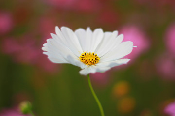 Close up, Sweet white cosmos flowers are blooming in the outdoor garden with blurred natural background, so beautiful.