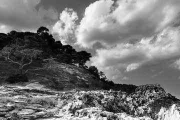 Pines and rocks at San Domino. Tremiti islands. Apulia. Italy