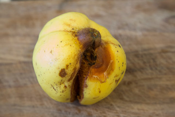 Freshly picked homegrown organic yellow quinces with fuzz getting ready to be washed and made into quince jelly and paste, with wooden chopping board.