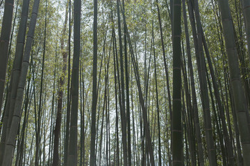 Raw backgrounds of bamboo stems in the Arashiyama Bamboo Grove in Kyoto