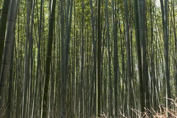 Fototapeta premium Raw backgrounds of bamboo stems in the Arashiyama Bamboo Grove in Kyoto