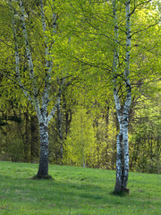 Spring Birch Grove in a Sunny Day