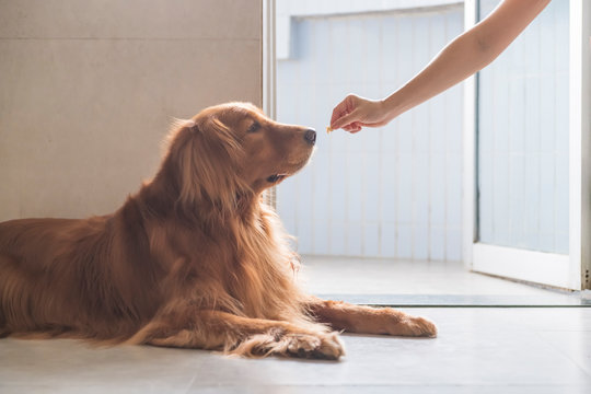 Handing Over Food To Hand To Golden Retriever