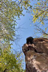 young free climber on a steep boulder in the forest