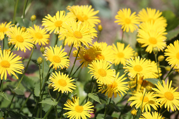 Yellow flowers of Leopard's Bane (Doronicum orientale) in garden. General view of a group of flowering plants