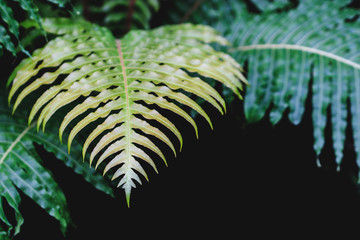 Close up view of green fern. Blurred background.Texture for wallpaper or web banner.