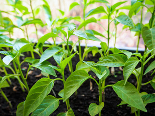 sprouts of pepper, spring seedlings on windowsill, selective focus