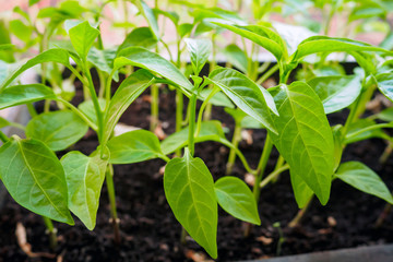 pepper sprouts, spring seedlings on windowsill, selective focus